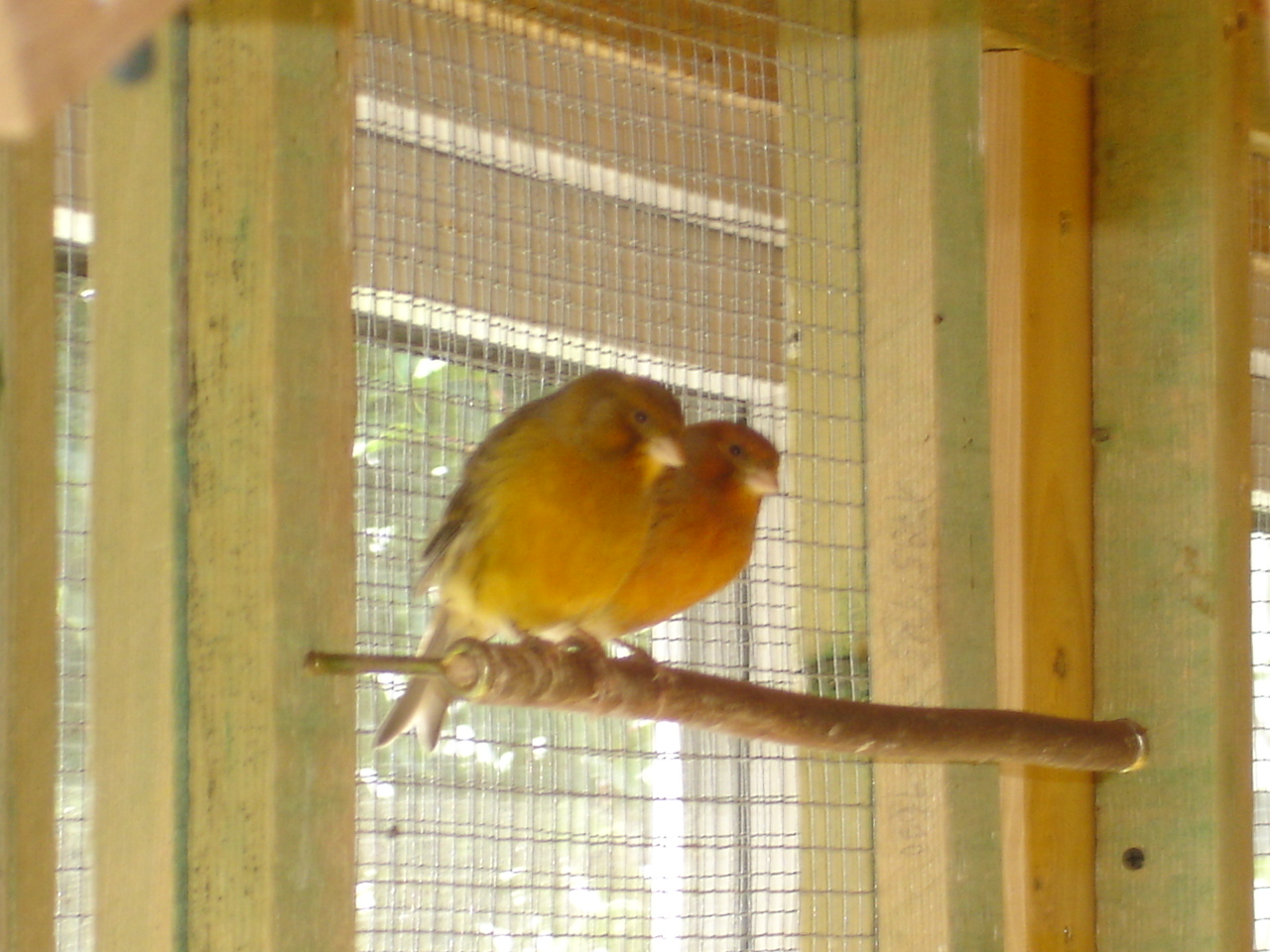 Kanarienvogel