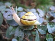 Schnecke