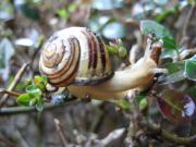 Schnecke