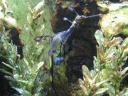 Fisch