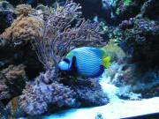 Fisch