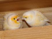 Kanarienvogel-0557