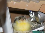Kanarienvogel-0574
